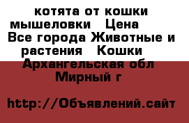 котята от кошки мышеловки › Цена ­ 10 - Все города Животные и растения » Кошки   . Архангельская обл.,Мирный г.